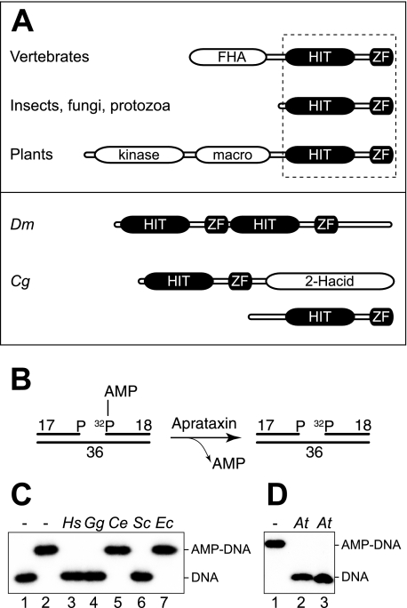 FIGURE 1.