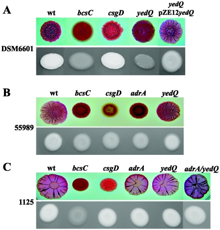 FIG. 5.