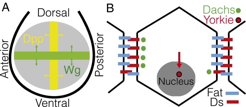 Fig. 1.