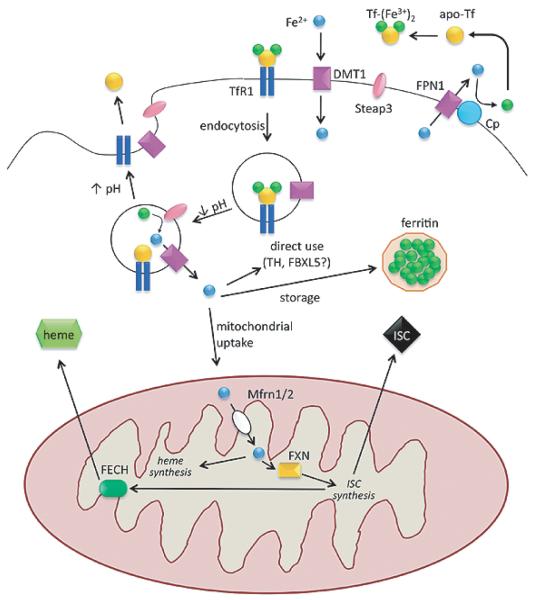 Fig. 1