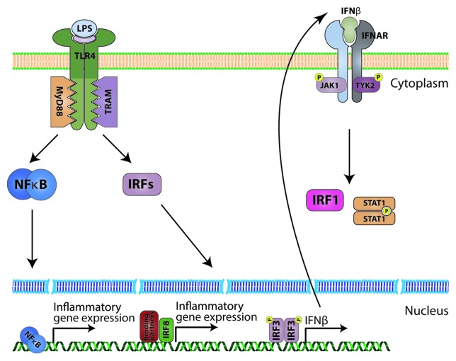 graphic file with name jkst-1-241-g3.jpg