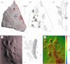 Trace fossil specimen Muz.PIG.1732.II.54 shows footprints of the three different diadectid trackways (Ichniotherium cottae) and a partial scaly body impression. (a) Summary three-dimensional scan, arrows mark the position of the body
