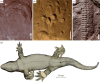 Evidence of possible keratinized epidermal scales in early Permian tetrapods from the Thuringian Forest Basin, Germany and diadectid skin synthesis. (a) Diplocaulid abdominal impression assigned to
