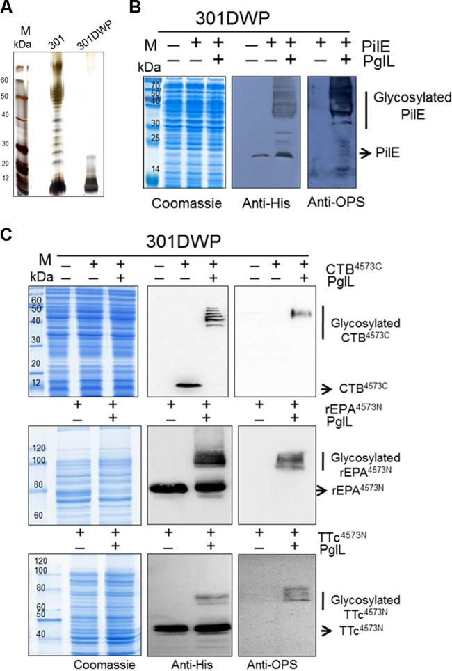 FIG 1 