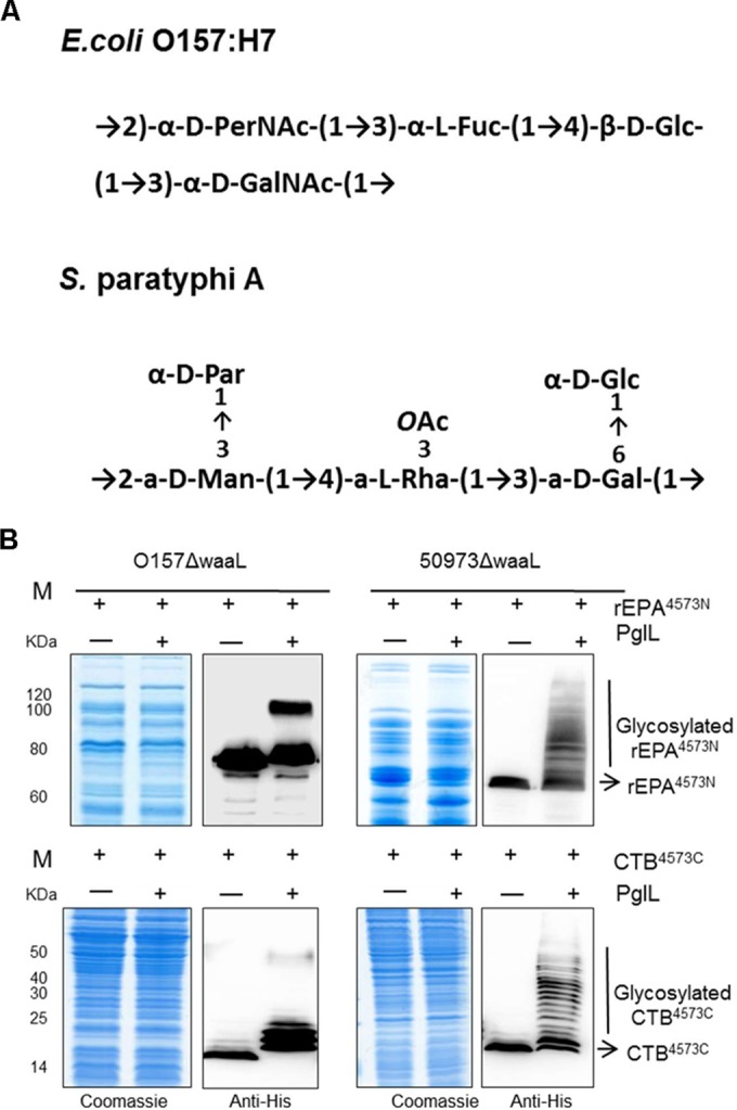 FIG 2 