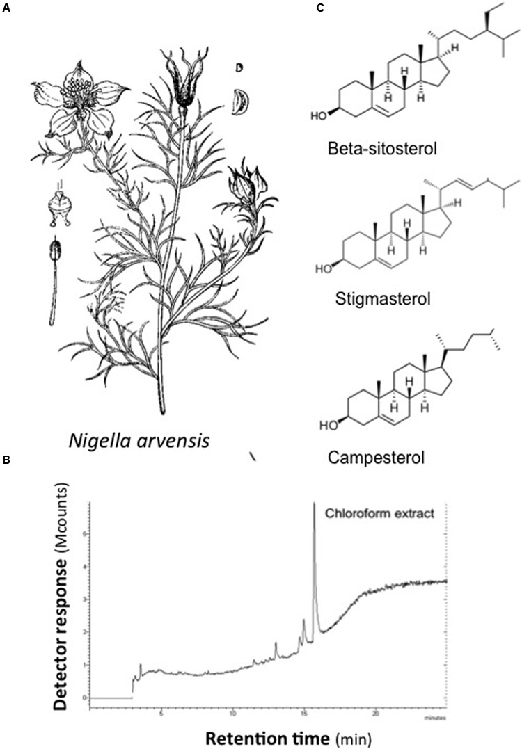 FIGURE 1