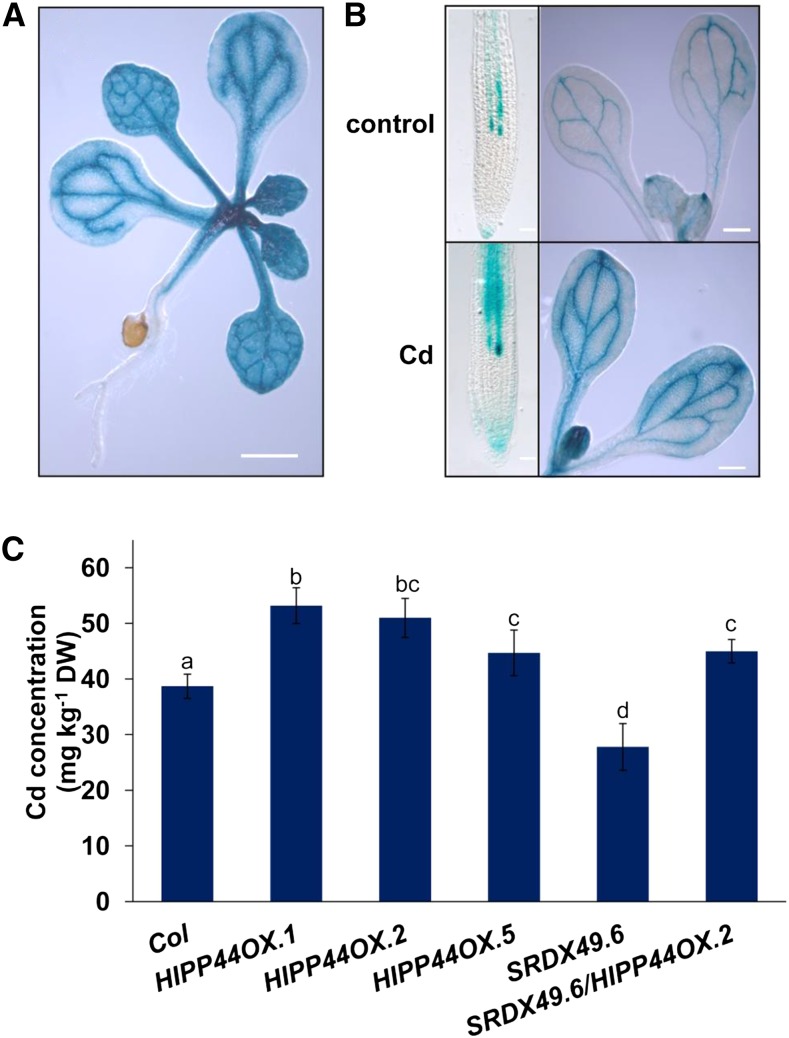 Figure 7.