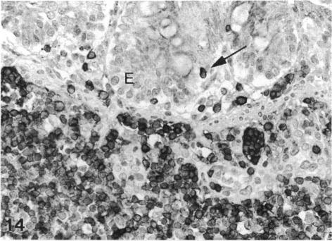 Fig. 14