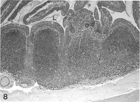 Fig. 8