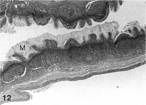 Fig. 12