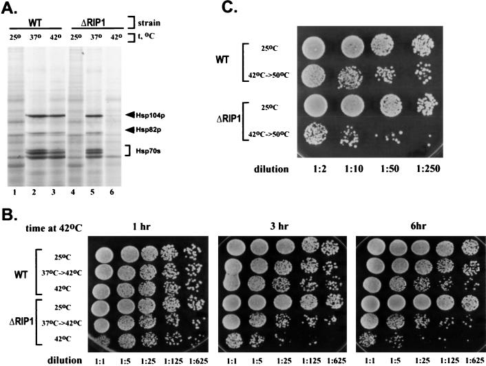 FIG. 1