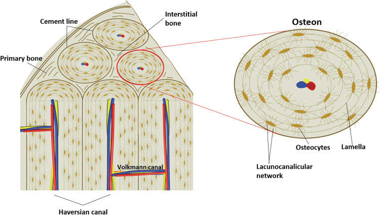 FIG. 2.