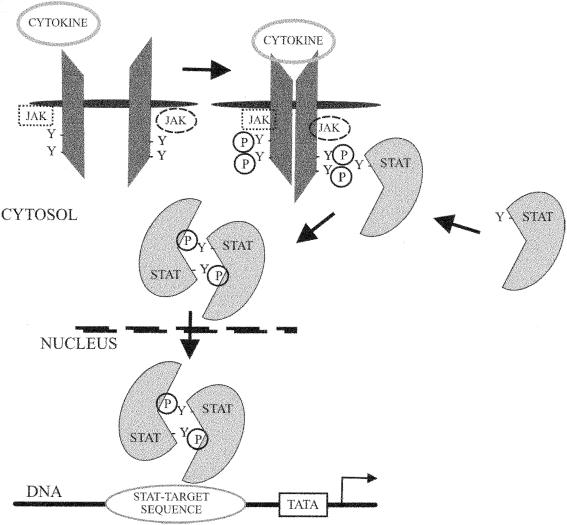 FIG. 1.