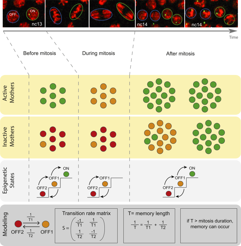 Figure 3