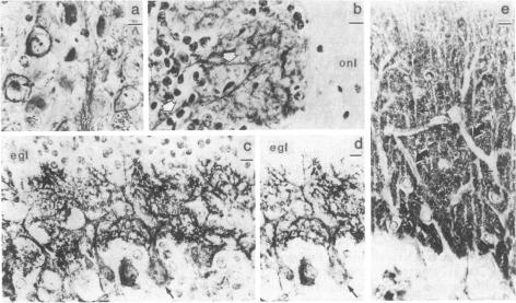 graphic file with name pnas00271-0032-a.jpg