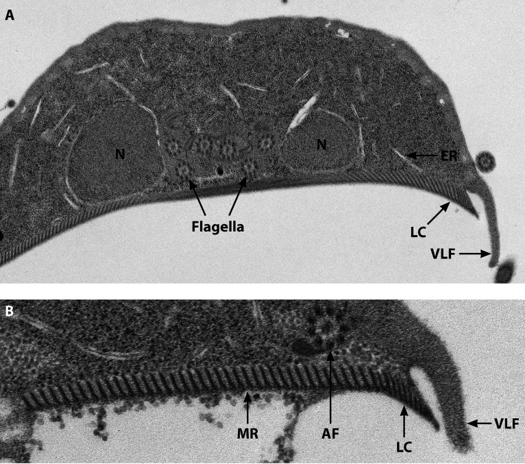 FIG 2