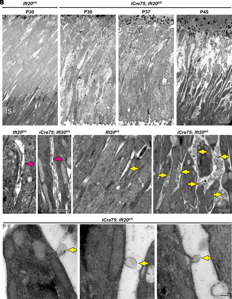 Fig. 4.