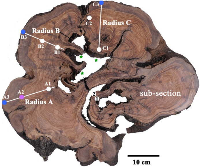 FIGURE 2