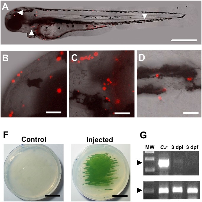 Fig 4