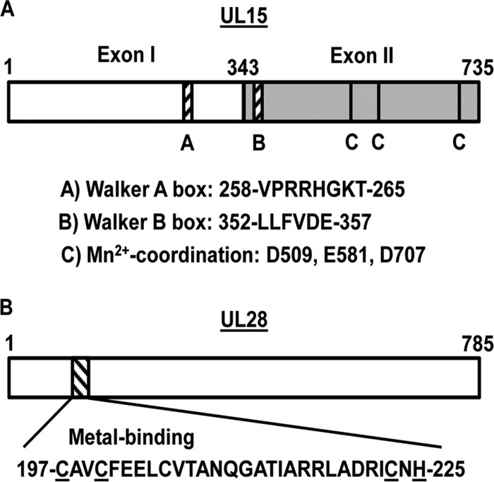 FIG 1