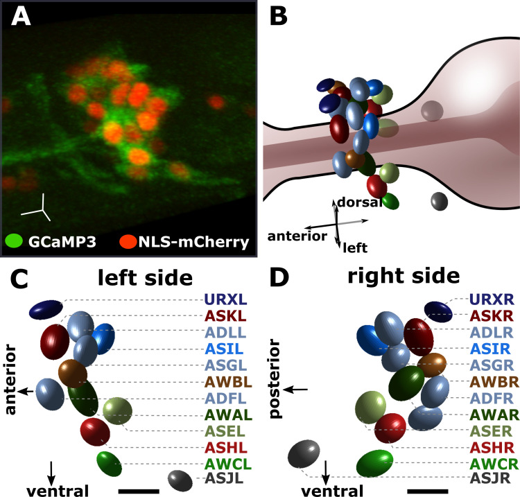 Figure 2—figure supplement 1.