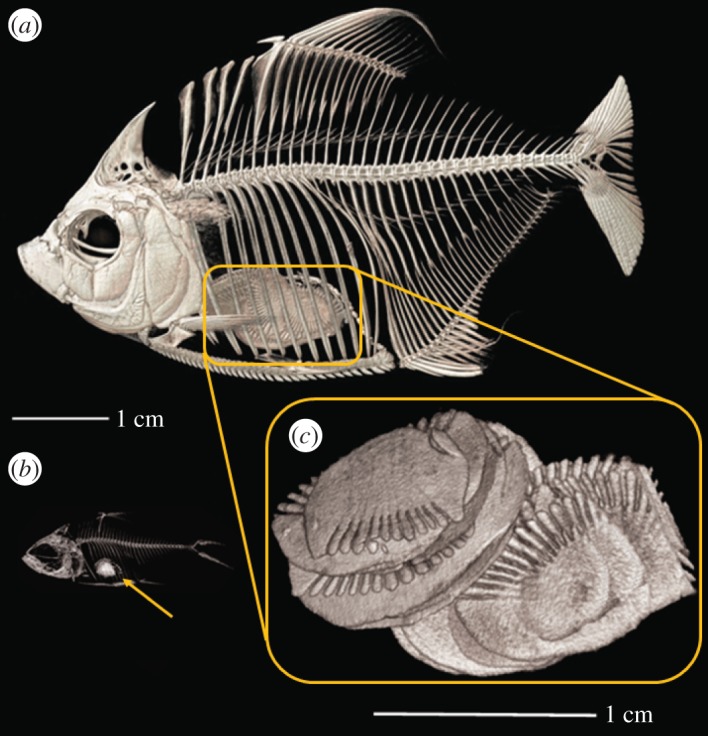 Figure 6.