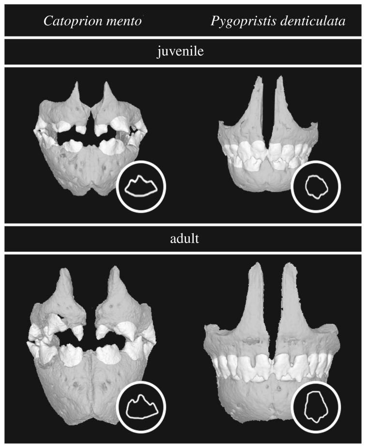 Figure 7.