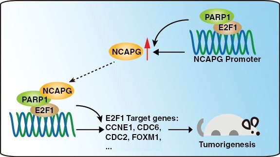 Graphical Abstract