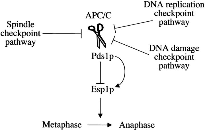 Figure 1.—