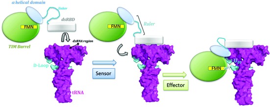 Figure 7.