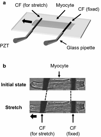 Fig. 1