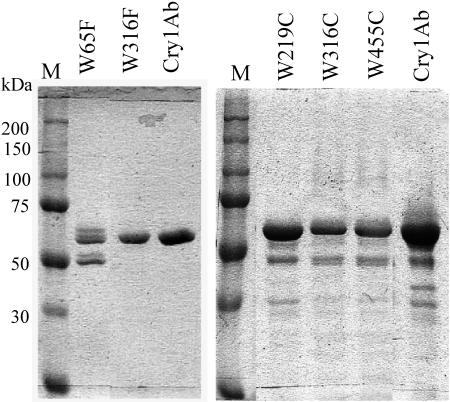 FIG. 2.