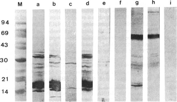 graphic file with name pnas00270-0243-b.jpg