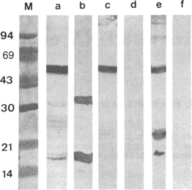 graphic file with name pnas00270-0243-a.jpg