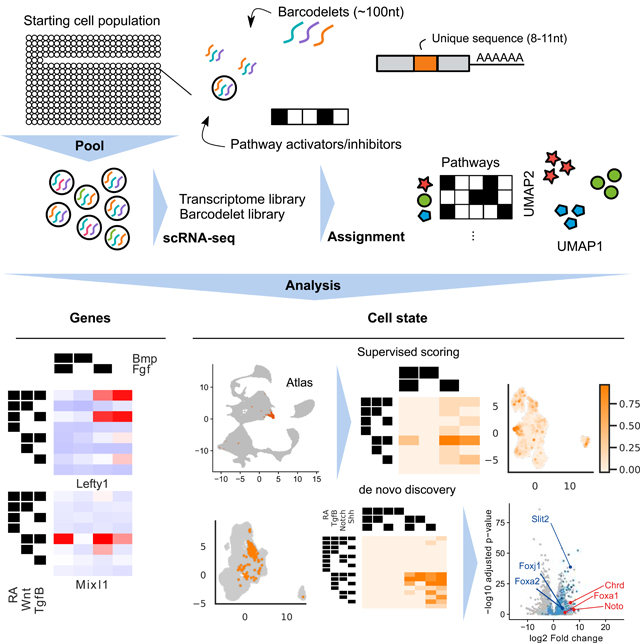 graphic file with name nihms-1598538-f0008.jpg