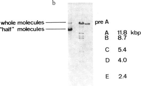 graphic file with name pnas00656-0518-b.jpg