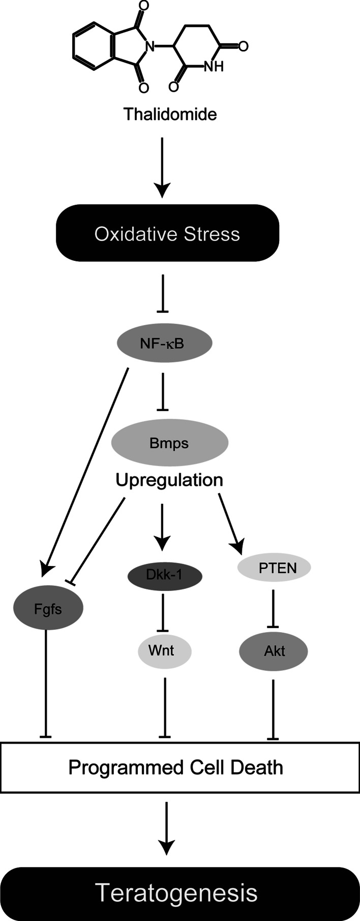 Fig. 1