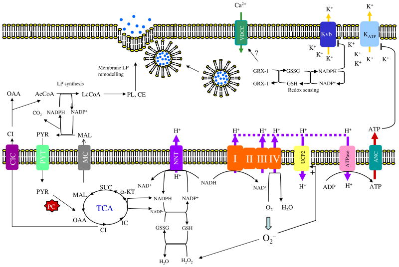 Fig. 3