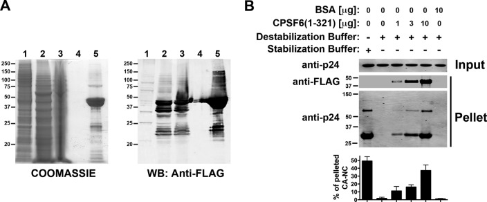 Fig 9