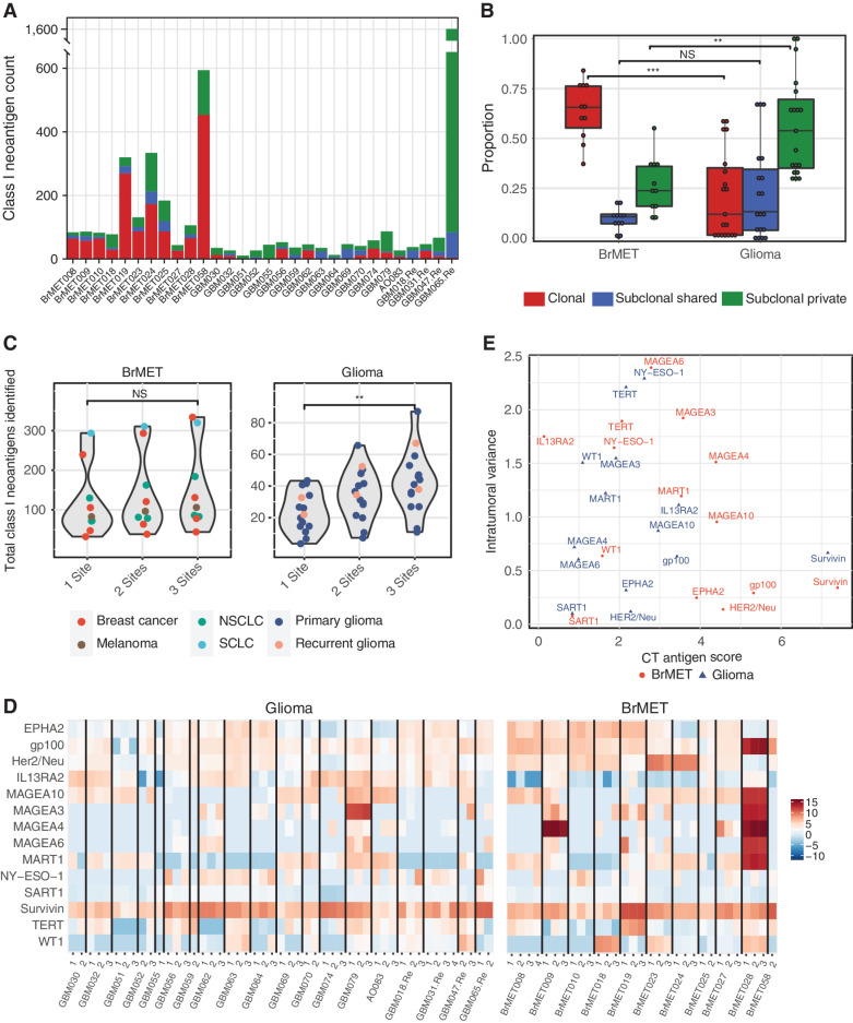 Figure 3. Intratumoral neoantigen and cancer/testis antigen heterogeneity. A, Class I neoantigen clonality per tumor. B, Proportion of clonal, subclonal shared, and subclonal class I neoantigens in brain metastases and gliomas. Significance determined by unpaired t test. **, P < 0.01; ***, P < 0.001. C, Impact of multiregion sequencing on total class I neoantigen load. Significance determined by unpaired t test. **, P < 0.01. D, Heat map of CT antigen scores for each sample calculated by normalizing tumor expression to normal “Brain-Cortex” expression (see Methods). E, Plot of the average intratumoral variation in CT scores between regions of the same tumor by the average cancer/testis antigen score for each gene among all brain metastases or gliomas.