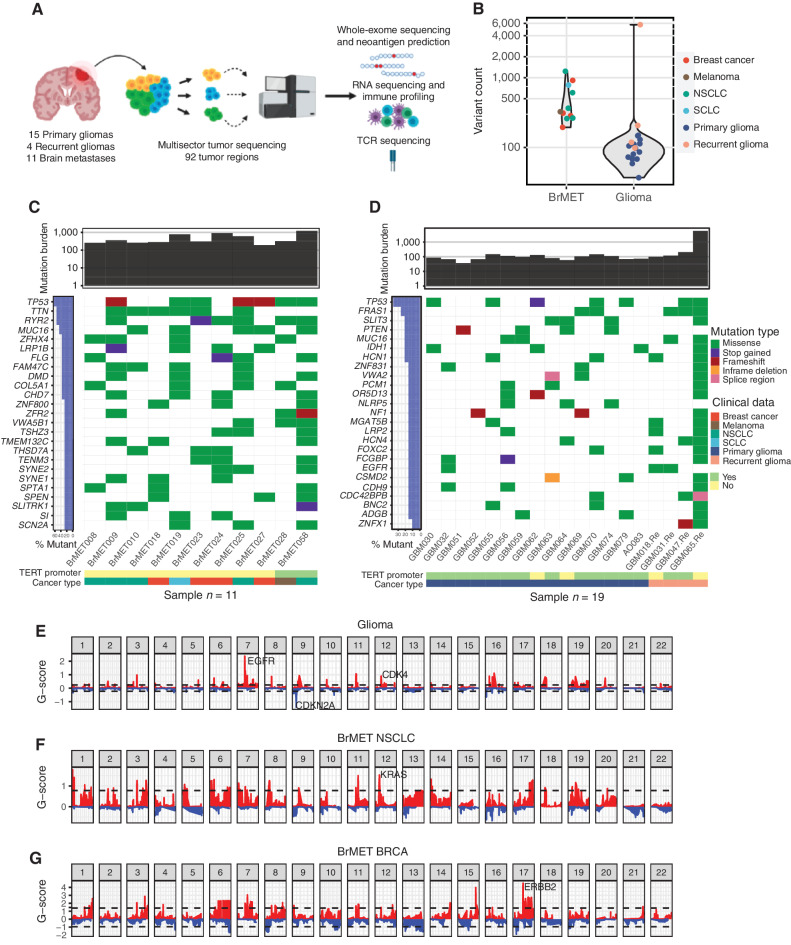 Figure 1. Genomic landscape of brain tumor cohort. A, Overview of sample collection, sequencing, and data analysis. B, Variant counts per tumor pooled across samples. C, Summary of top 25 recurrently mutated genes (3 or more tumors) in 11 brain metastases. D, Summary of recurrently mutated genes (3 or more tumors) in 19 primary and recurrent gliomas. E, Cohort-level copy number variation in gliomas determined by the GISTIC algorithm. Dashed lines indicate significantly recurrent amplifications (red) and deletions (blue) at an FDR <0.1. F, NSCLC brain metastasis cohort GISTIC output. G, Breast cancer brain metastasis cohort GISTIC output. SCLC, small cell lung cancer.