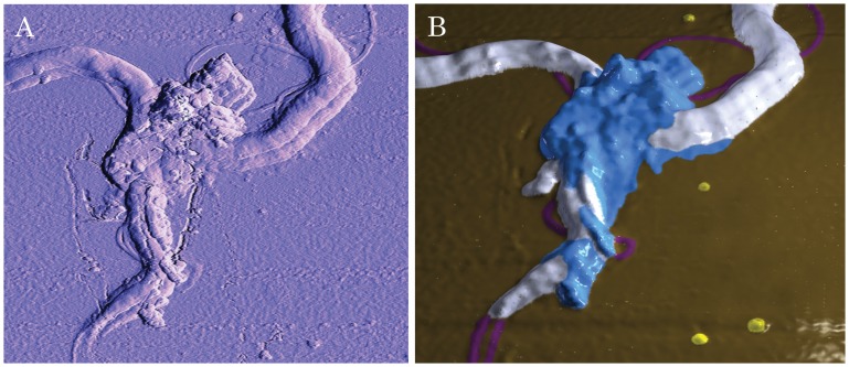 Figure 4