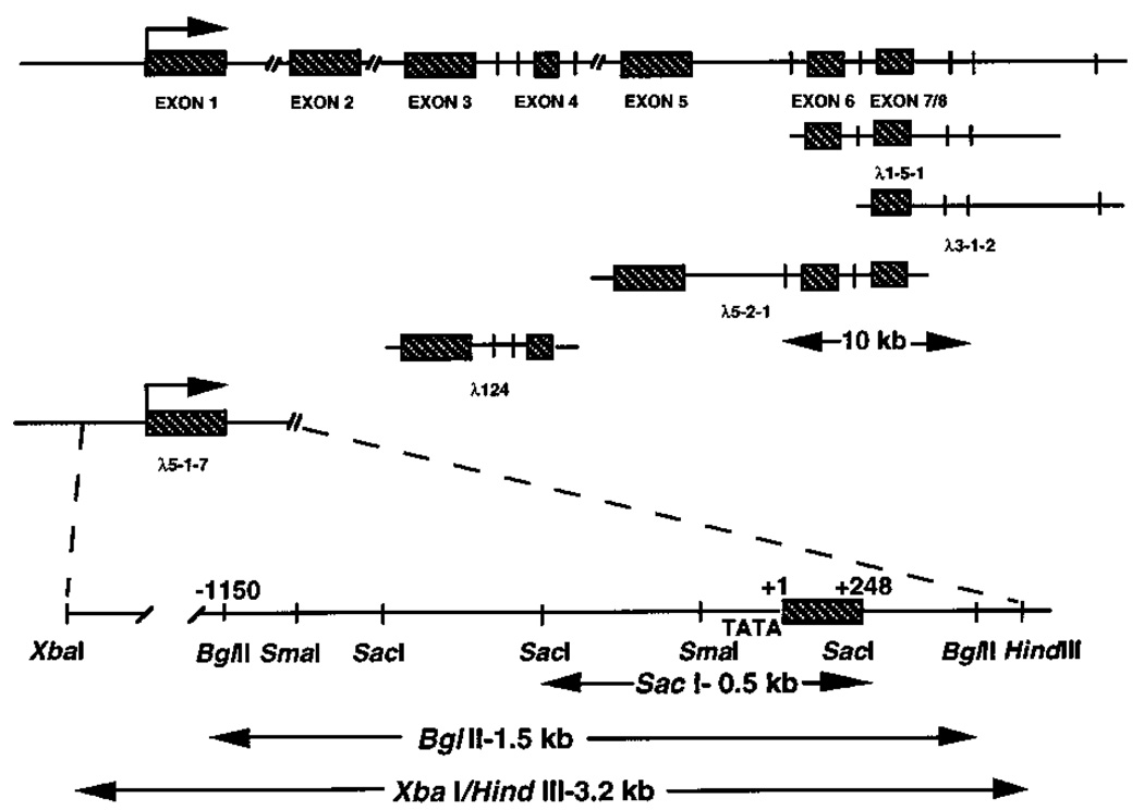 FIG. 1