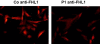 Figure 7