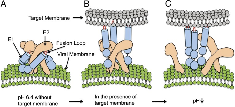 Fig. 6.