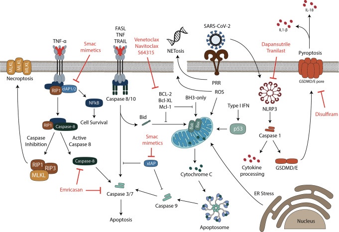 Figure 2.