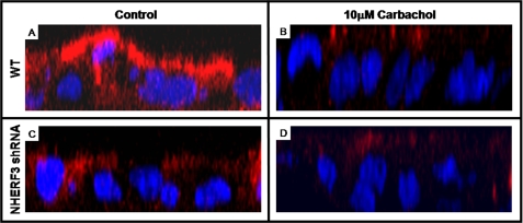 FIGURE 10.