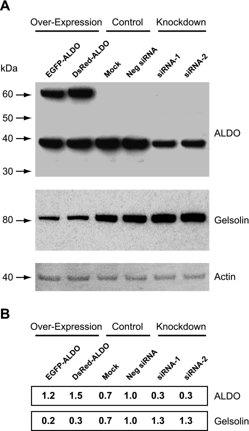 Fig. 9.