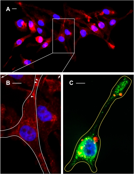 Fig. 8.