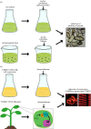 Figure 2.